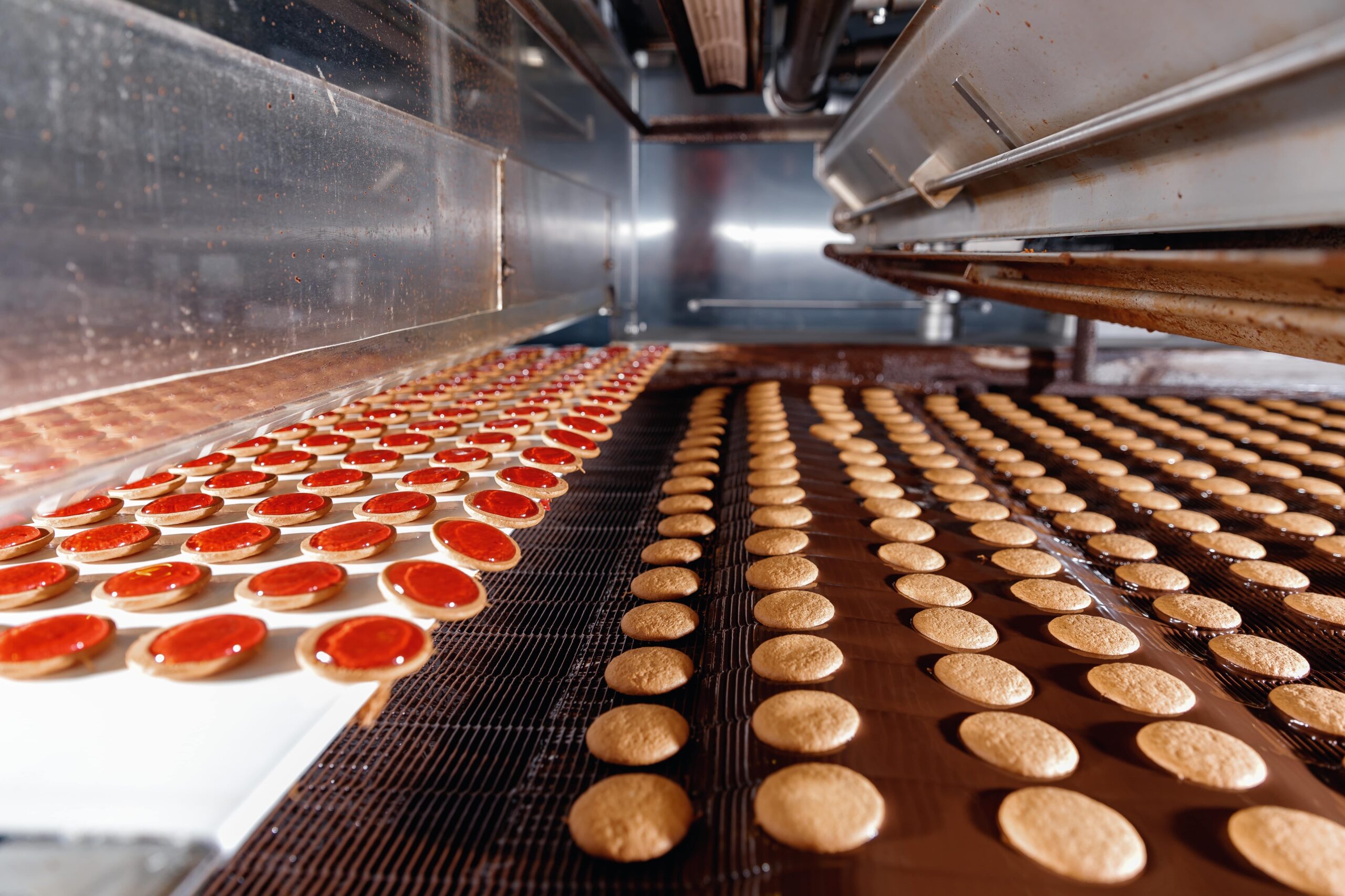 Cookies on a conveyor belt in food processing plant.